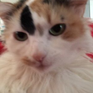 Meet your Posher, Cricket